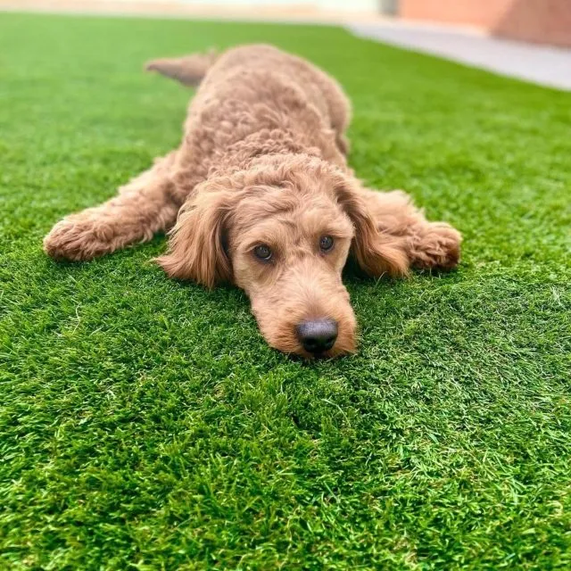 Artificial grass for dogs and pets